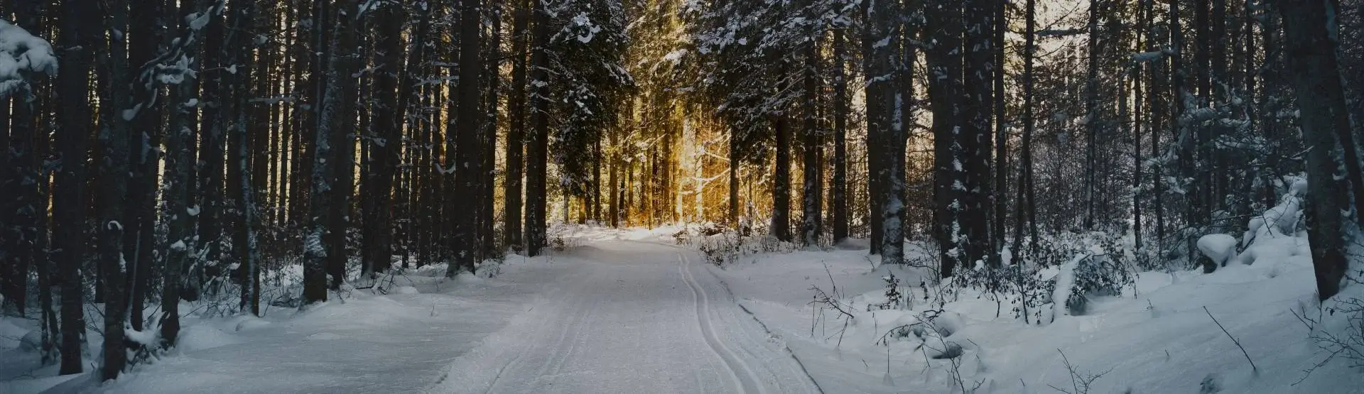 Vinterväg i gyllene ljus genom skogen i Jokkmokks kommun